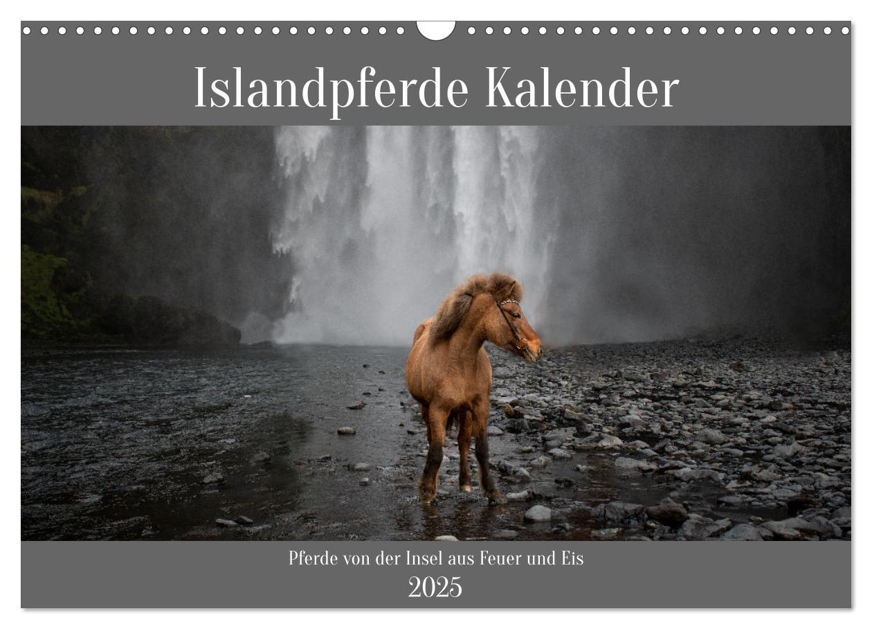 Cover: 9783383763571 | Islandpferde Kalender - Pferde von der Insel aus Feuer und Eis...