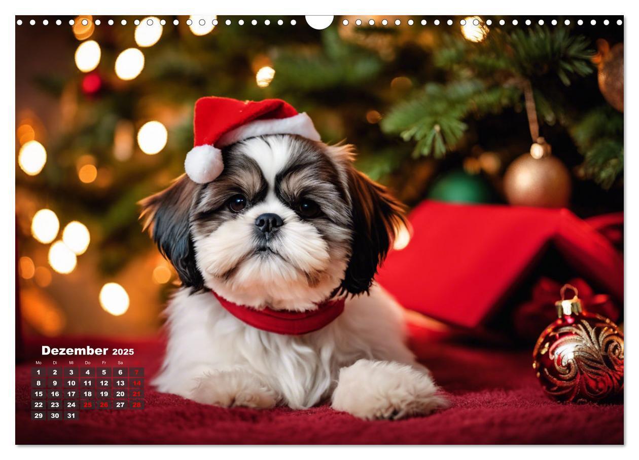 Bild: 9783435646555 | Shih Tzu - der wuschelige Hund aus Tibet (Wandkalender 2025 DIN A3...