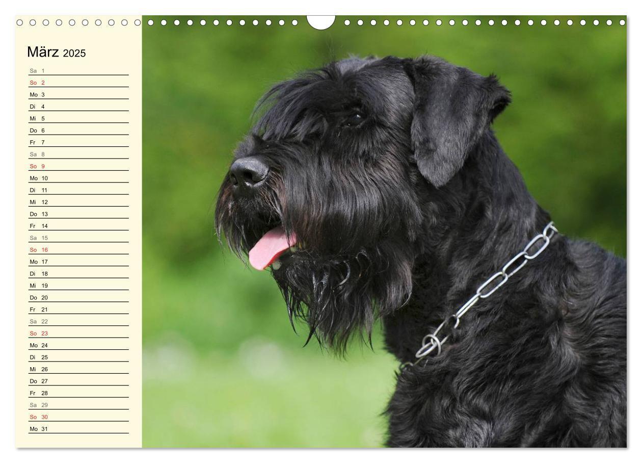 Bild: 9783435545049 | Treuer Freund Riesenschnauzer (Wandkalender 2025 DIN A3 quer),...