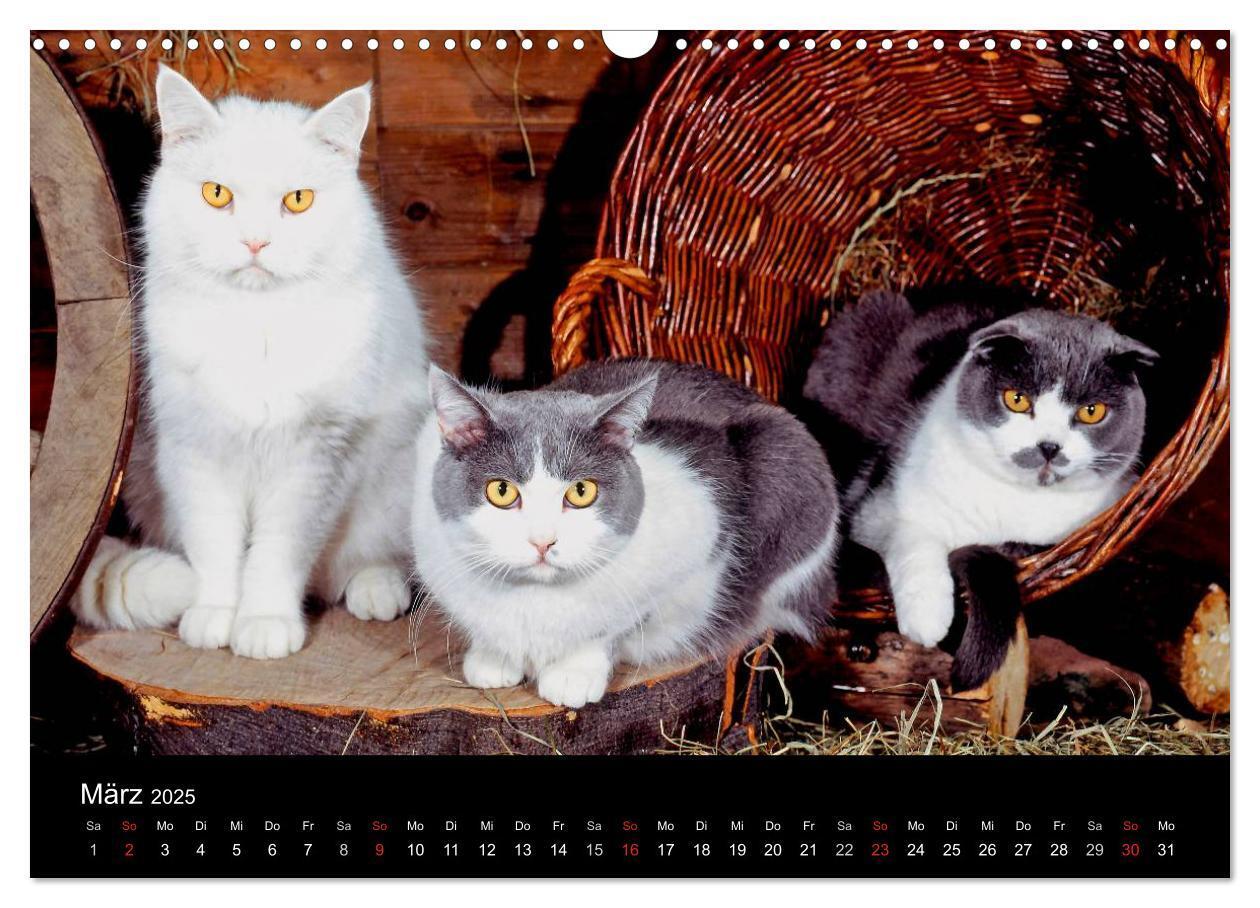 Bild: 9783435821259 | Katzen (Wandkalender 2025 DIN A3 quer), CALVENDO Monatskalender | 2025