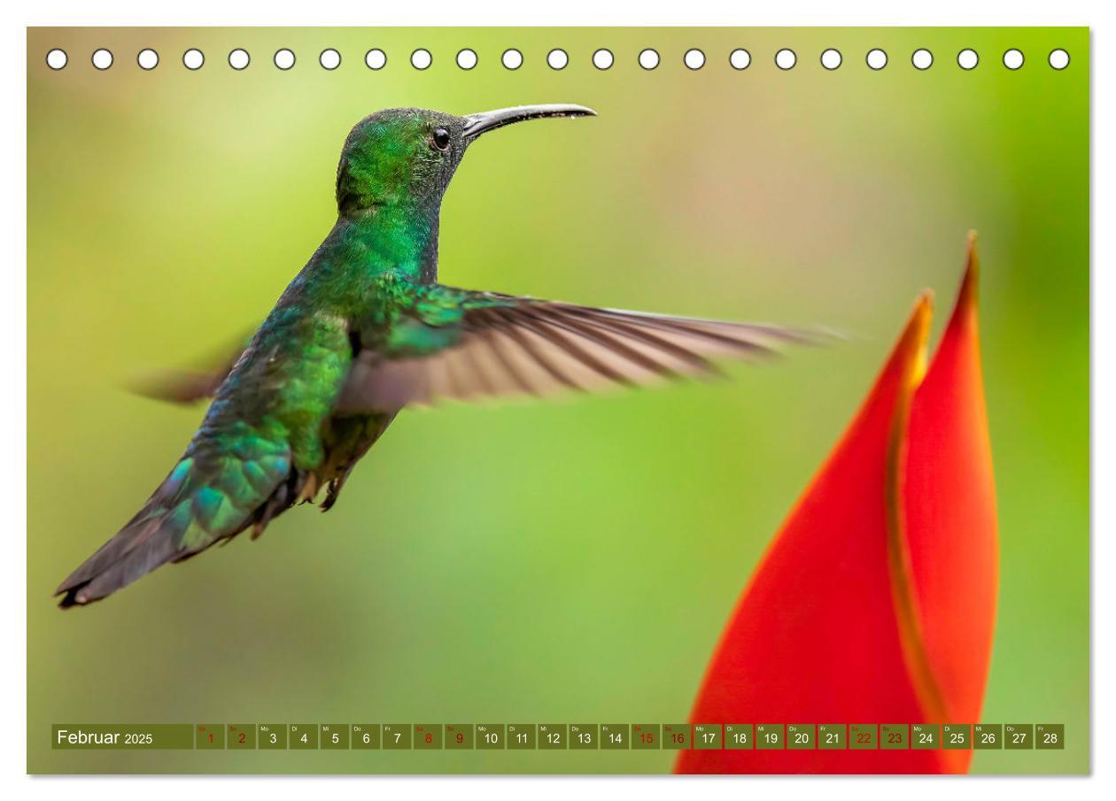 Bild: 9783383887109 | Zauberhafte Kolibris in Costa Rica (Tischkalender 2025 DIN A5...