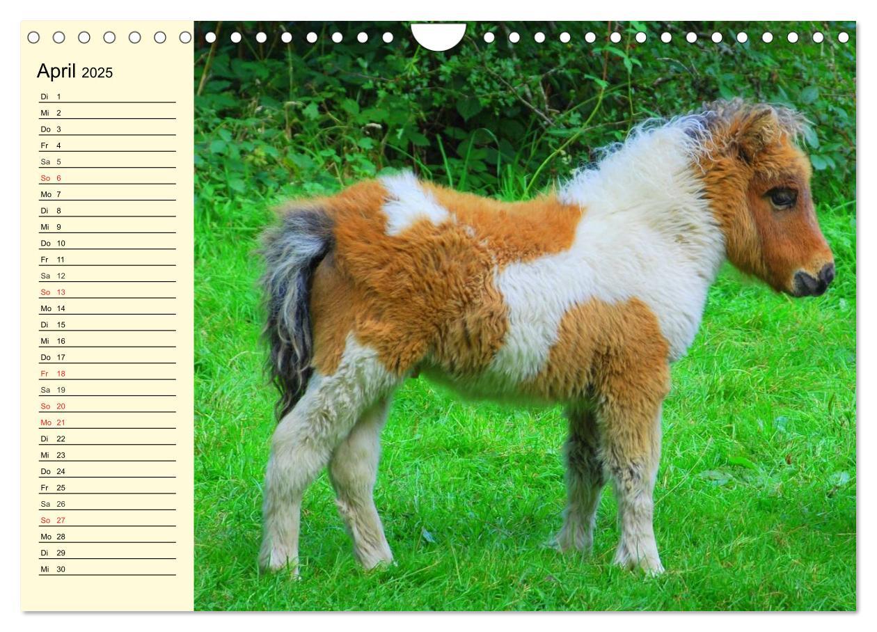 Bild: 9783435652198 | Ponys. Herzensbrecher mit Grips (Wandkalender 2025 DIN A4 quer),...