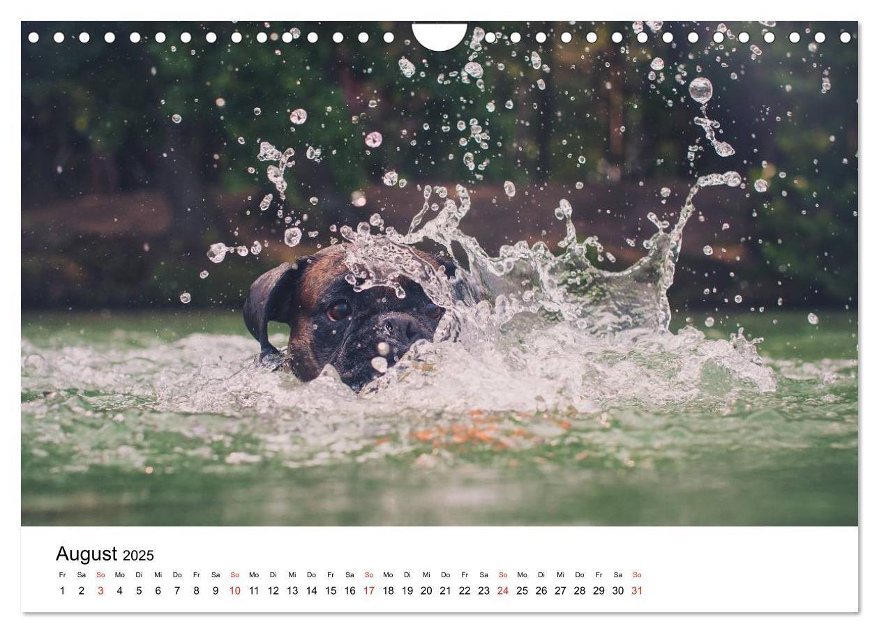 Bild: 9783435614523 | Deutscher Boxer (Wandkalender 2025 DIN A4 quer), CALVENDO...