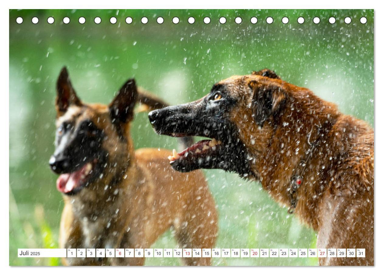 Bild: 9783435144457 | Malinois - belgischer Schäferhund (Tischkalender 2025 DIN A5 quer),...