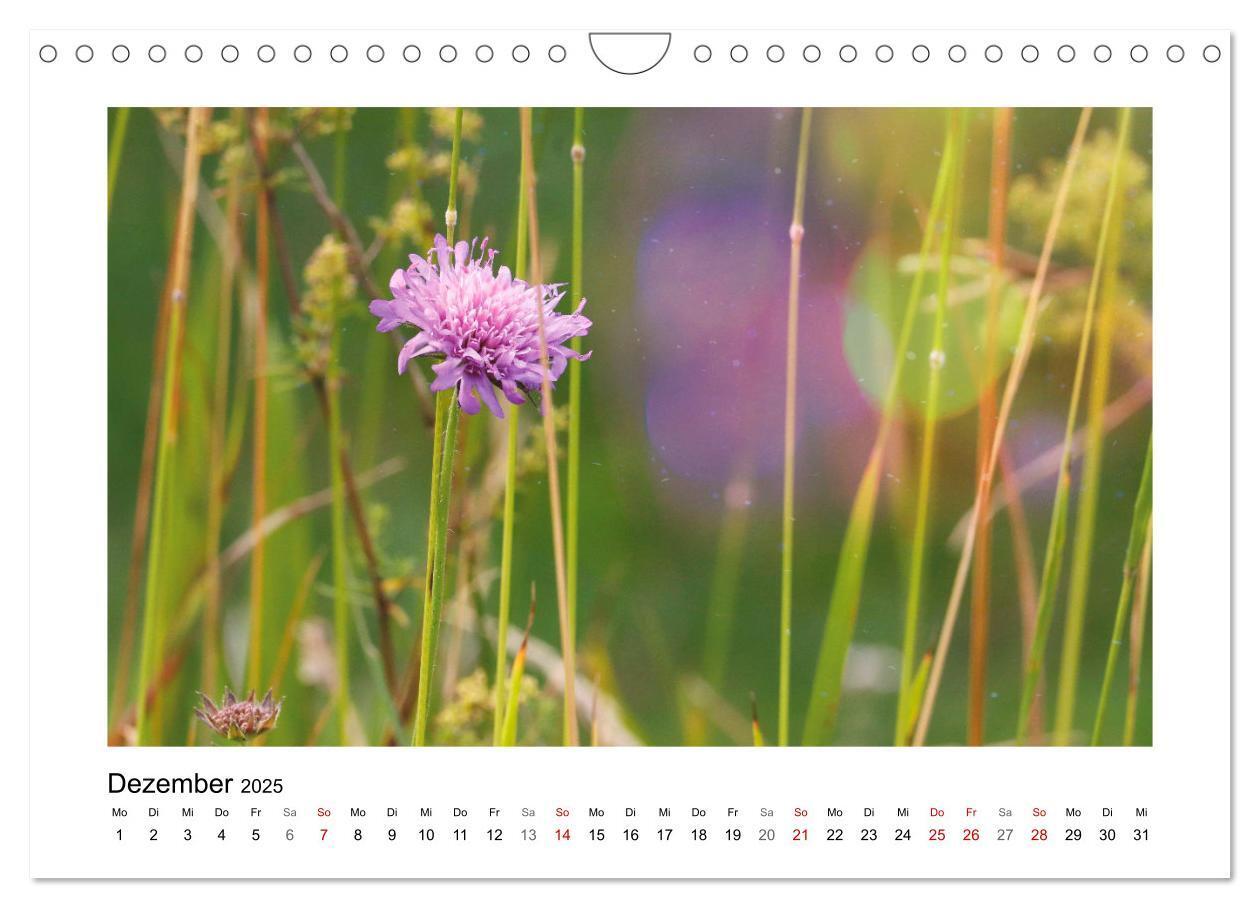 Bild: 9783435078158 | Mein Sehnsuchtsort, die Blumenwiese (Wandkalender 2025 DIN A4...