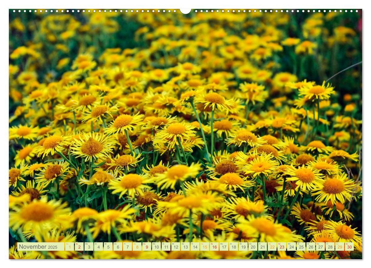 Bild: 9783435473083 | Blumenwiesen ¿ ein blütenzauberhaftes Jahr (Wandkalender 2025 DIN...