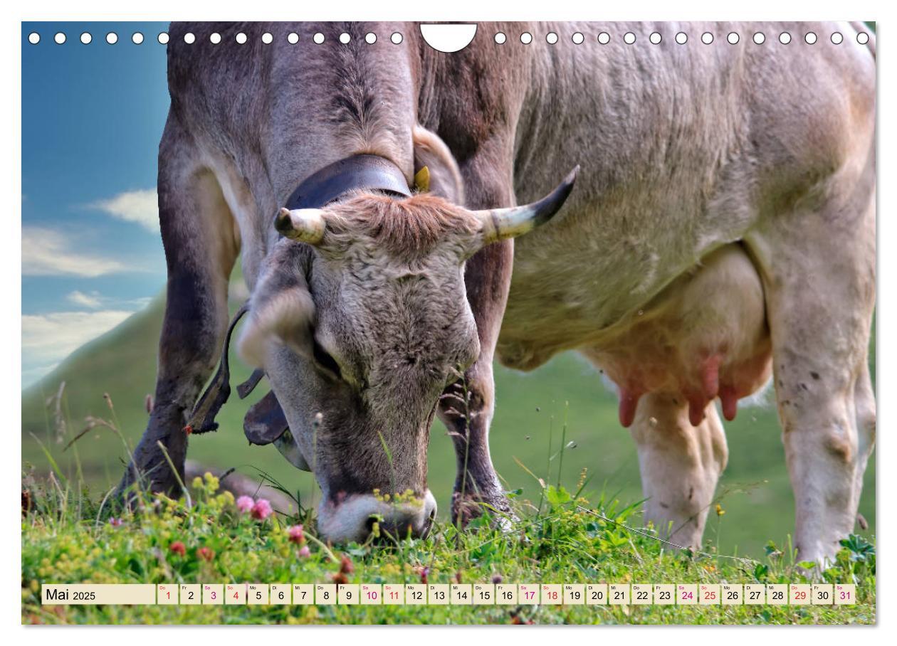 Bild: 9783435119479 | Berg-Kühe, Natur pur - unser schönster Urlaub (Wandkalender 2025...