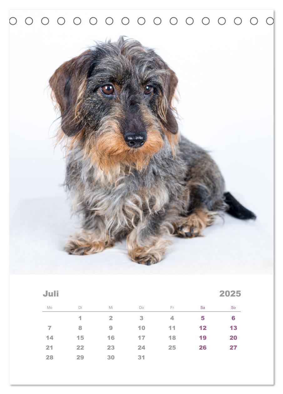 Bild: 9783435891993 | Dackel(augen)blicke (Tischkalender 2025 DIN A5 hoch), CALVENDO...