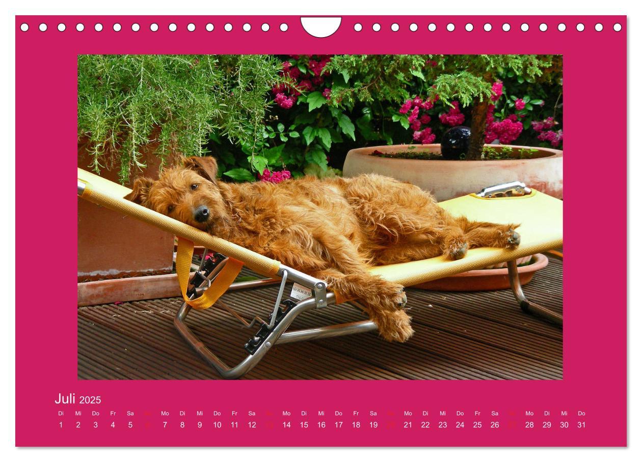 Bild: 9783435286973 | Kelly, der Irish Terrier - innen und außen aus Gold (Wandkalender...