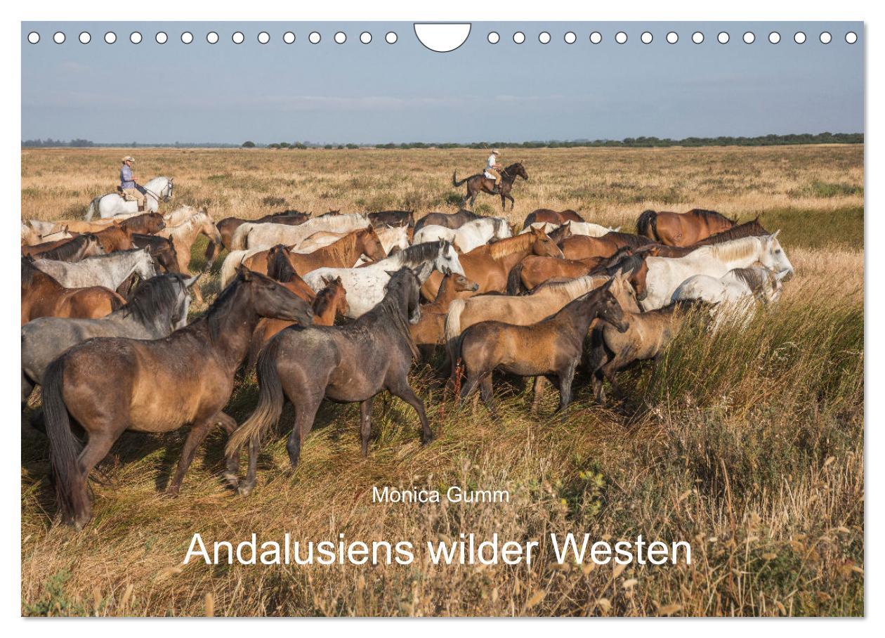 Cover: 9783435105823 | Pferde - Andalusiens wilder Westen (Wandkalender 2025 DIN A4 quer),...