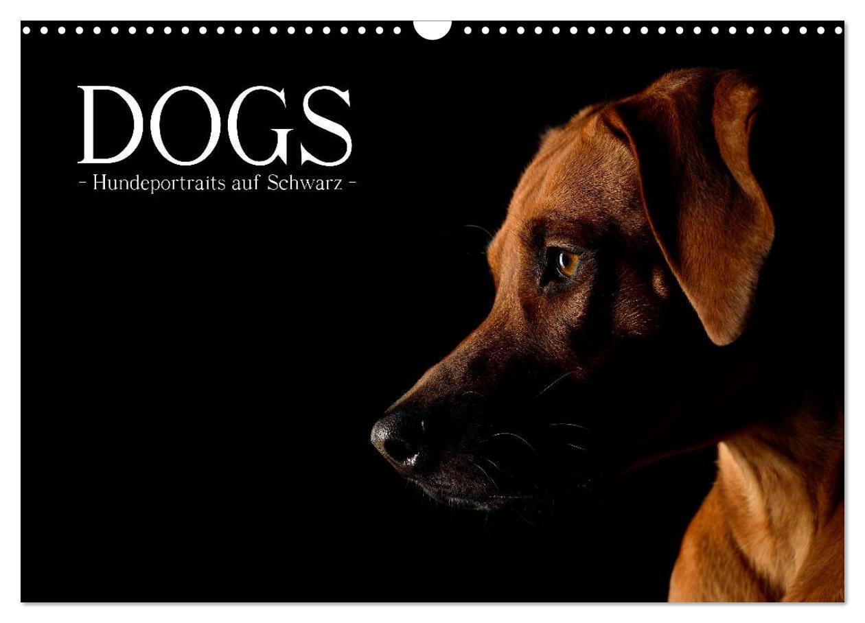 Cover: 9783435742219 | Dogs (Wandkalender 2025 DIN A3 quer), CALVENDO Monatskalender | Noack