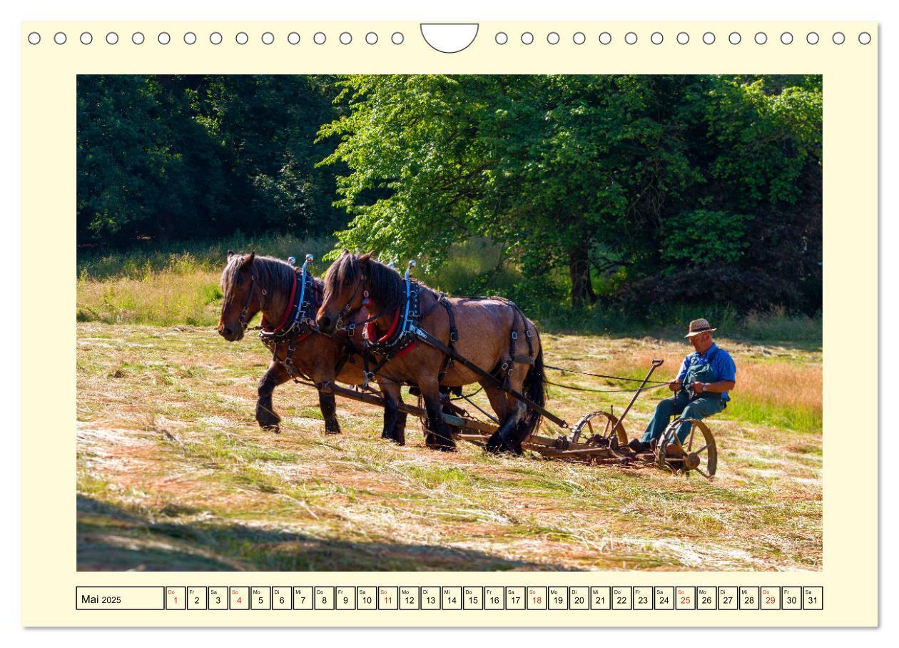 Bild: 9783435102174 | Arbeitspferde - Alltag des belgischen Kaltbluts (Wandkalender 2025...