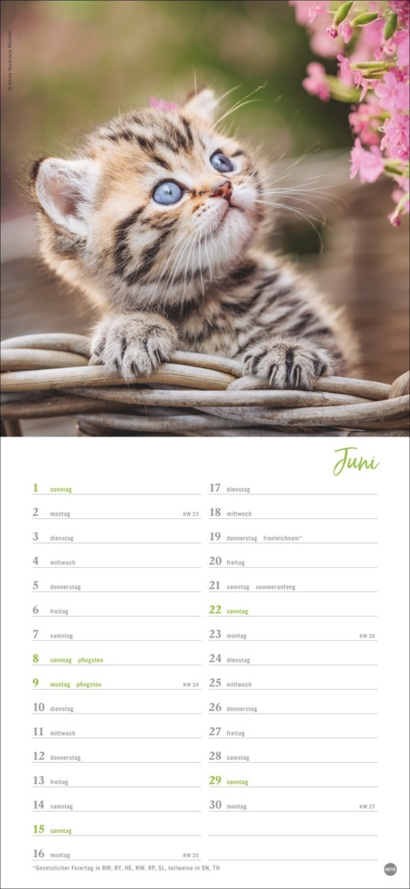 Bild: 9783756406159 | Katzen slim - Auf sanften Pfoten Kalender 2025 | Kalender | 13 S.