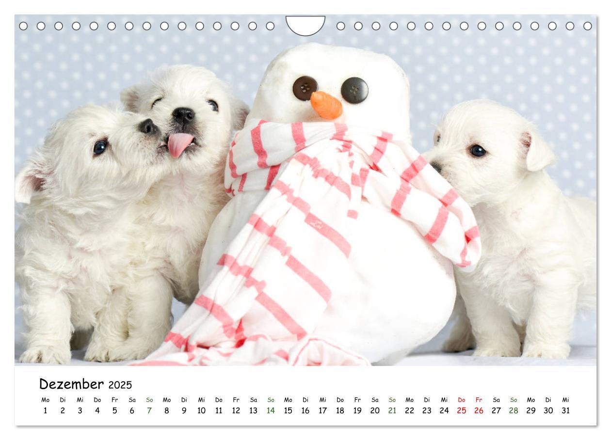 Bild: 9783435324224 | Baby Pfoten (Wandkalender 2025 DIN A4 quer), CALVENDO Monatskalender