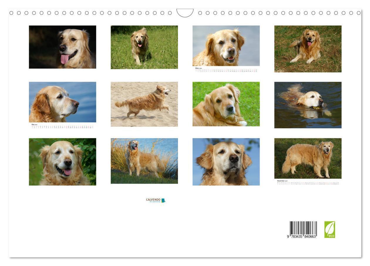 Bild: 9783435840663 | Golden Retriever Power (Wandkalender 2025 DIN A3 quer), CALVENDO...