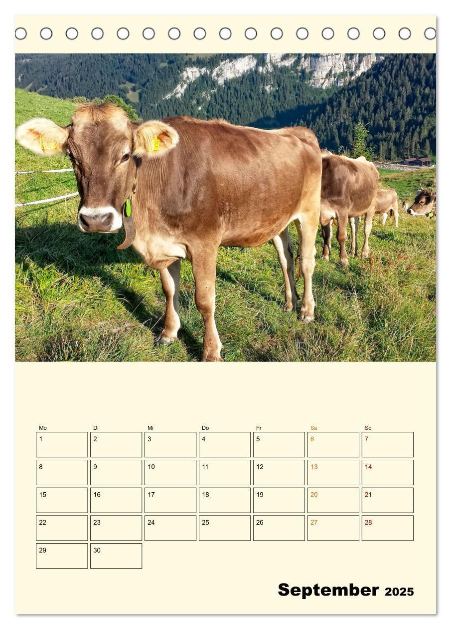 Bild: 9783435895526 | Glückliche Bergkühe (Tischkalender 2025 DIN A5 hoch), CALVENDO...