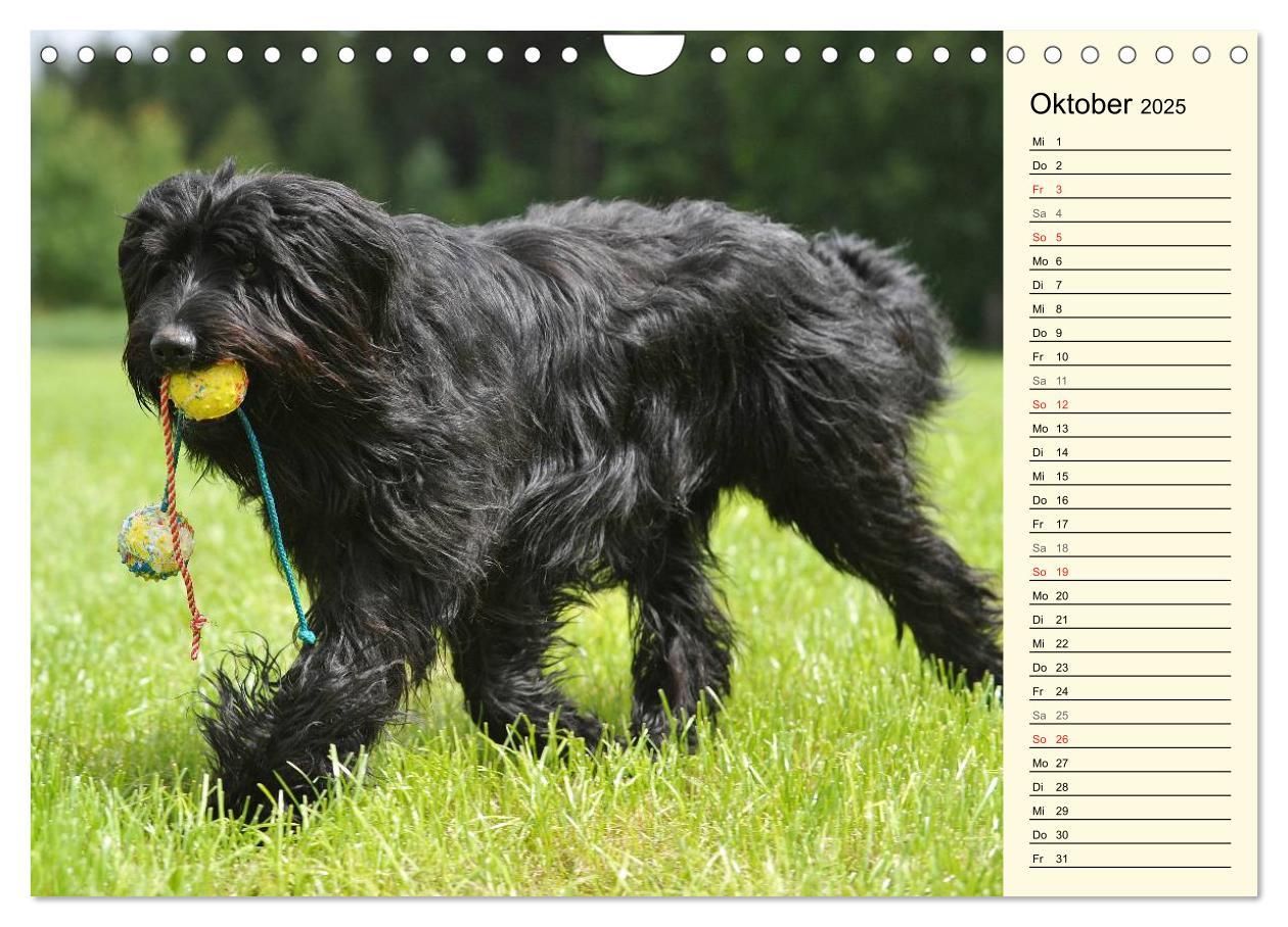 Bild: 9783435541935 | Altdeutsche Hütehunde - Fast vergessen (Wandkalender 2025 DIN A4...