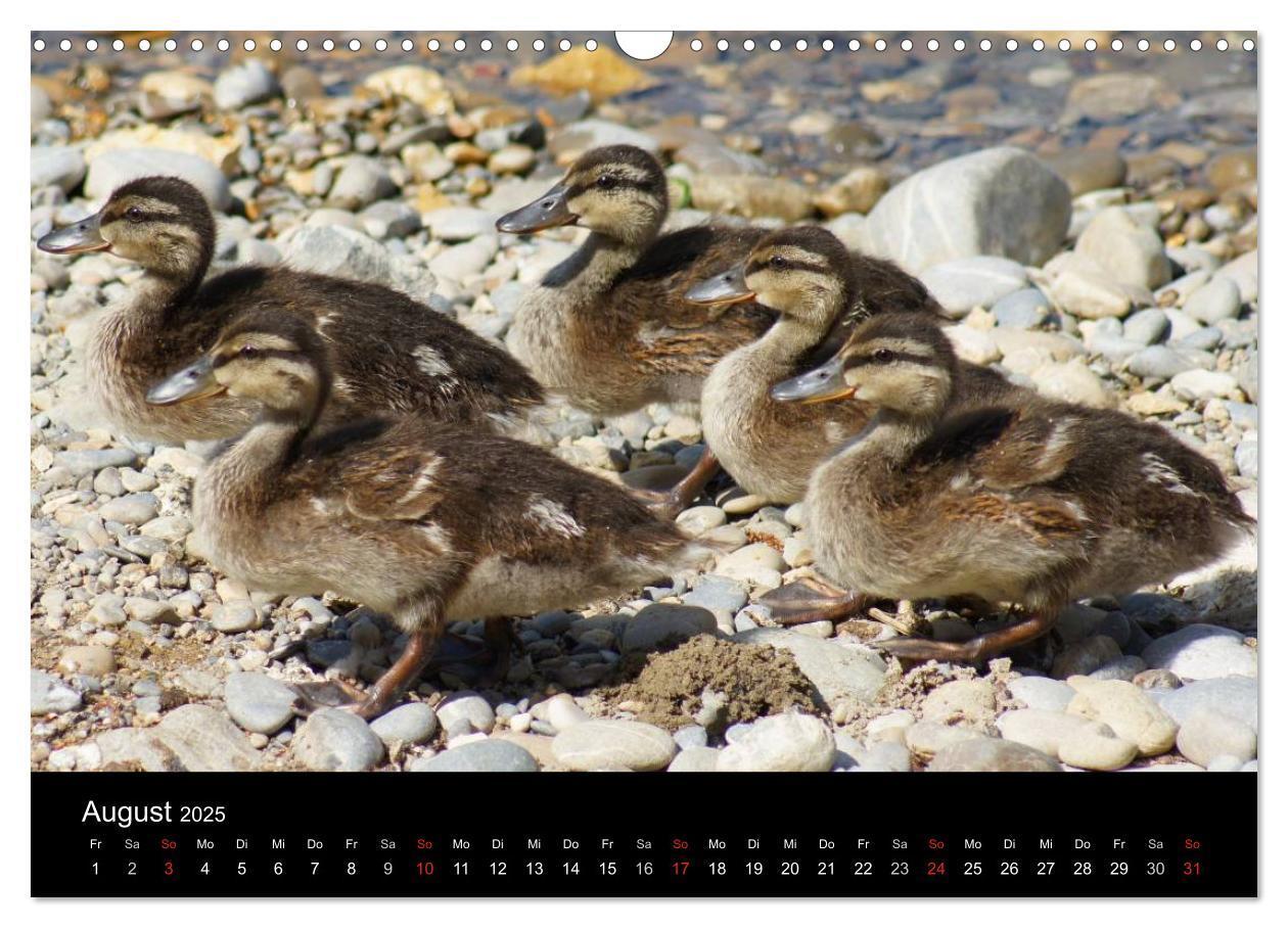 Bild: 9783435840526 | Das Leben der Enten (Wandkalender 2025 DIN A3 quer), CALVENDO...