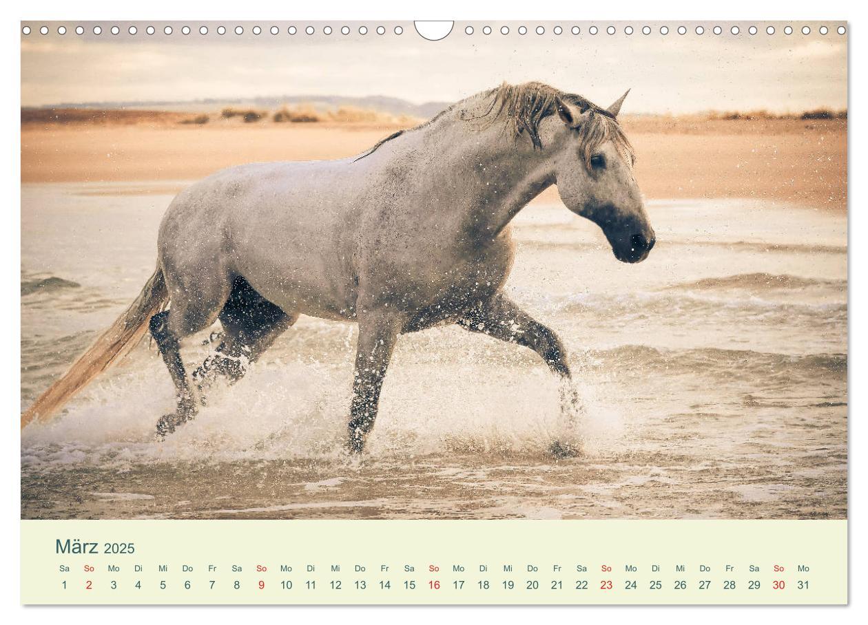 Bild: 9783435215614 | PFERDE &amp; MEER (Wandkalender 2025 DIN A3 quer), CALVENDO Monatskalender