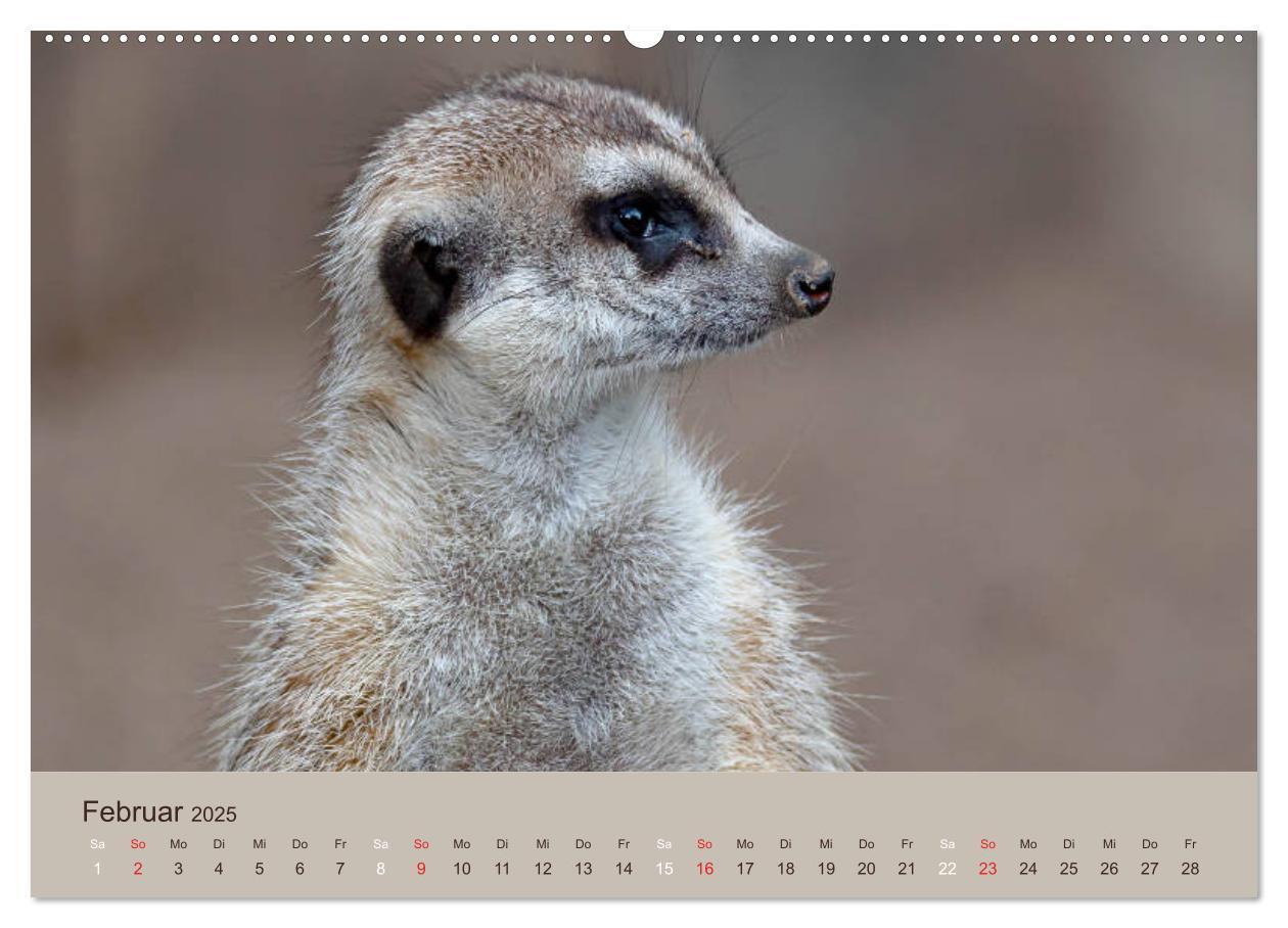 Bild: 9783435210640 | Quirlige Erdmännchen (Wandkalender 2025 DIN A2 quer), CALVENDO...