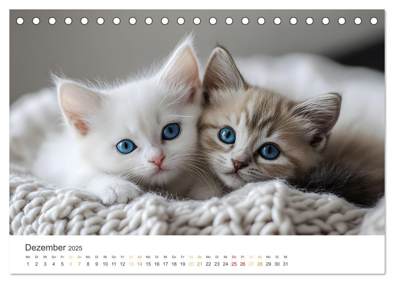 Bild: 9783457208038 | Zauberhafte Katzenbabys (Tischkalender 2025 DIN A5 quer), CALVENDO...