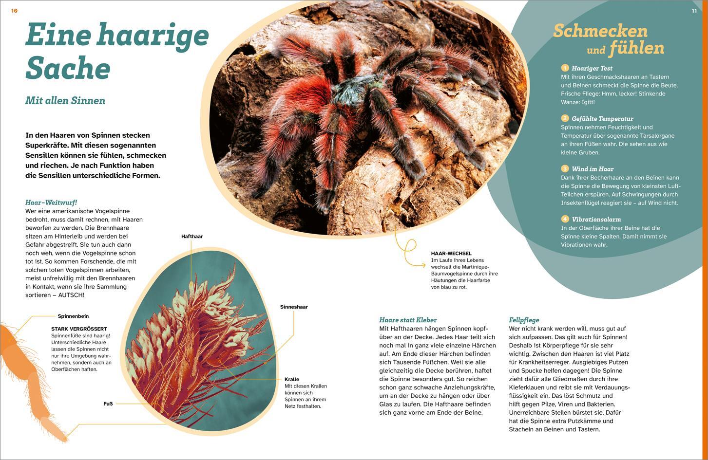 Bild: 9783788677060 | WAS IST WAS Spinnen. Akrobaten auf acht Beinen | Inga M. Ramcke | Buch