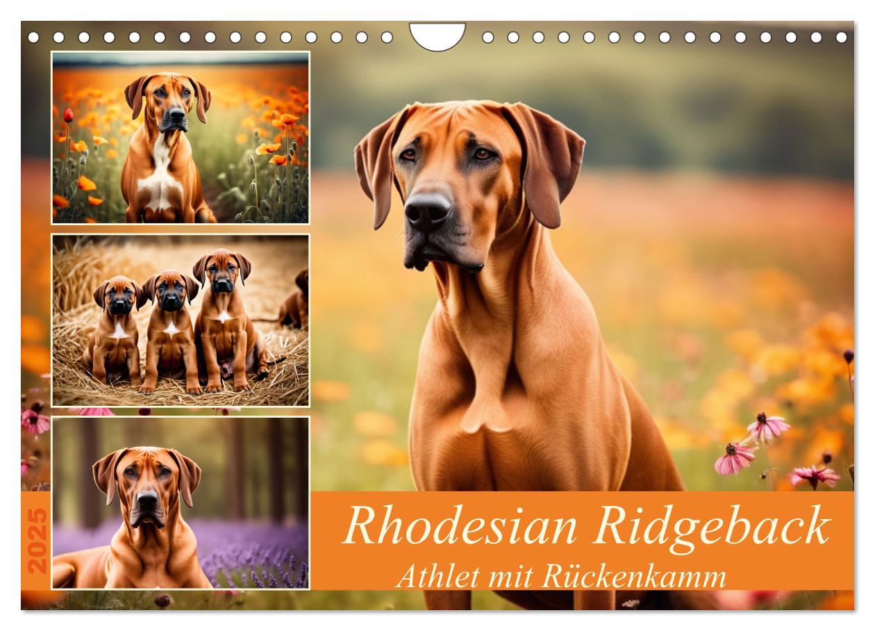 Cover: 9783457146033 | Rhodesian Ridgeback - Athlet mit Rückenkamm (Wandkalender 2025 DIN...