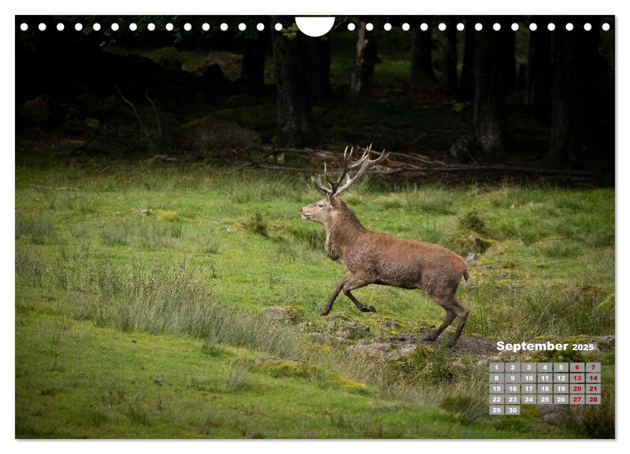 Bild: 9783435004065 | Krafttier Hirsch (Wandkalender 2025 DIN A4 quer), CALVENDO...