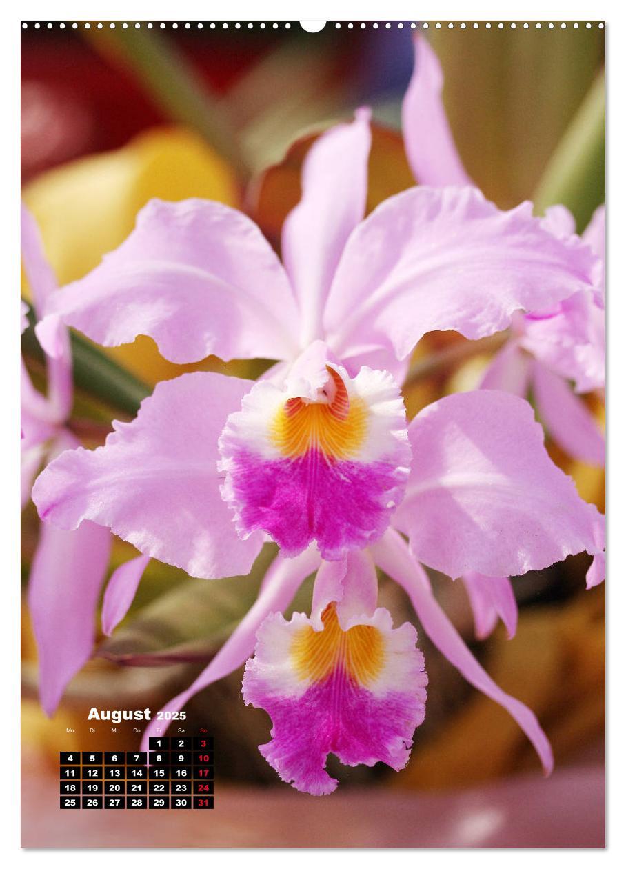 Bild: 9783435942480 | Kleine Orchideenschätze (Wandkalender 2025 DIN A2 hoch), CALVENDO...