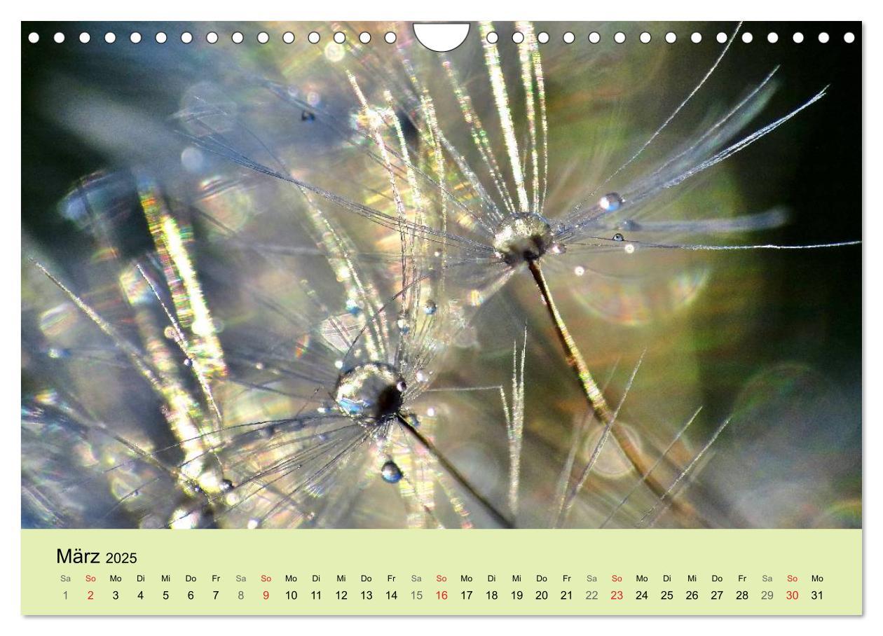 Bild: 9783435746910 | Naturjuwel Pusteblume (Wandkalender 2025 DIN A4 quer), CALVENDO...