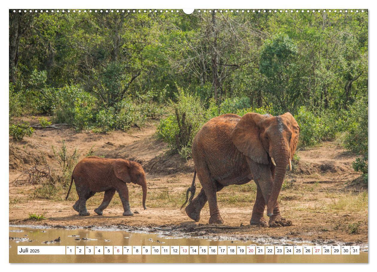 Bild: 9783435150915 | Wunderwelt der Tiere - Südafrika (Wandkalender 2025 DIN A2 quer),...