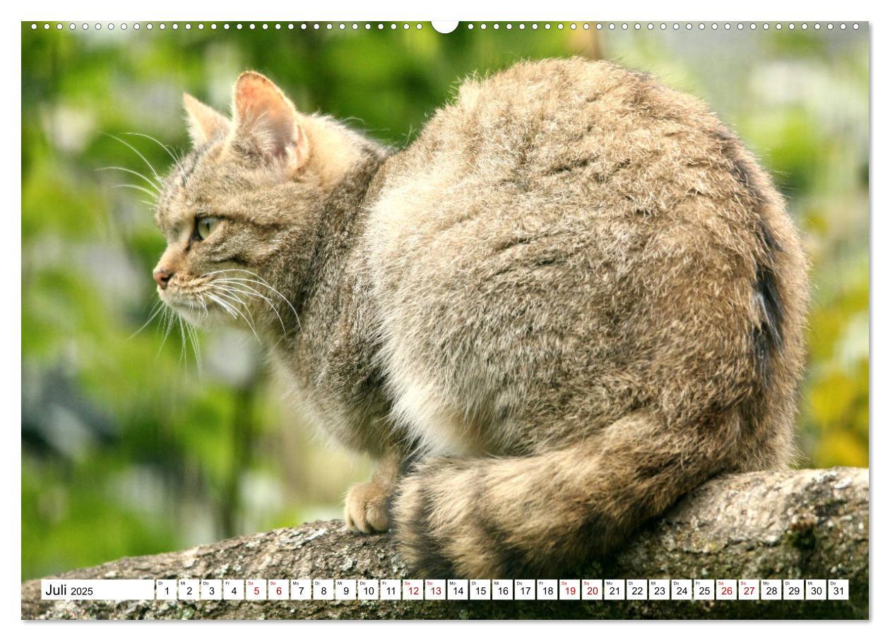 Bild: 9783435413843 | Wildkatzen - Die lautlosen Jäger des Waldes (Wandkalender 2025 DIN...