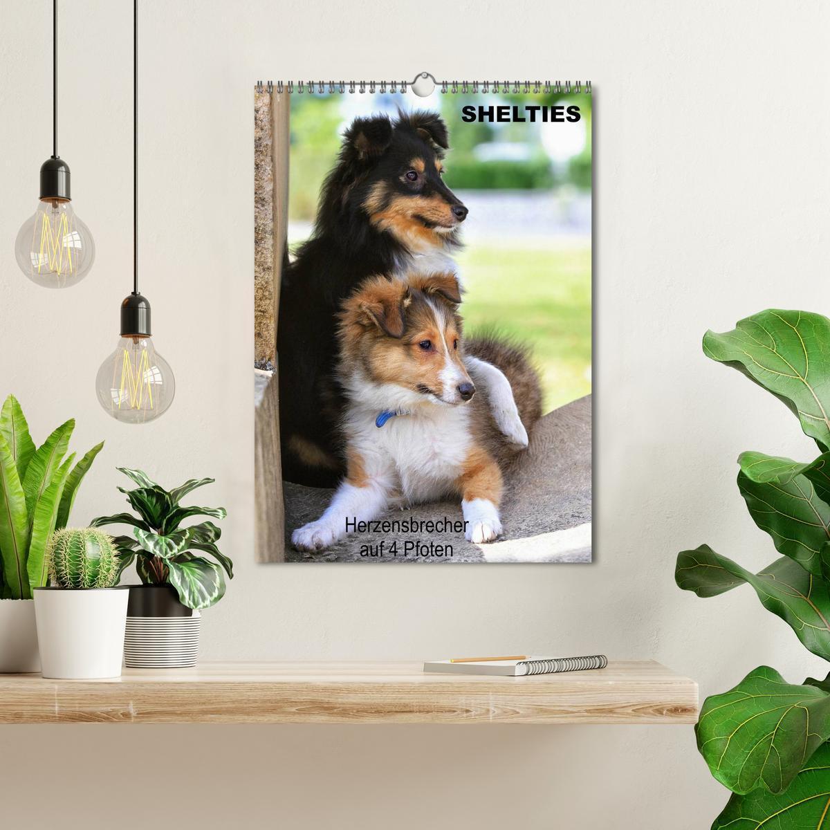 Bild: 9783457012932 | SHELTIES Herzensbrecher auf 4 Pfoten (Wandkalender 2025 DIN A3...