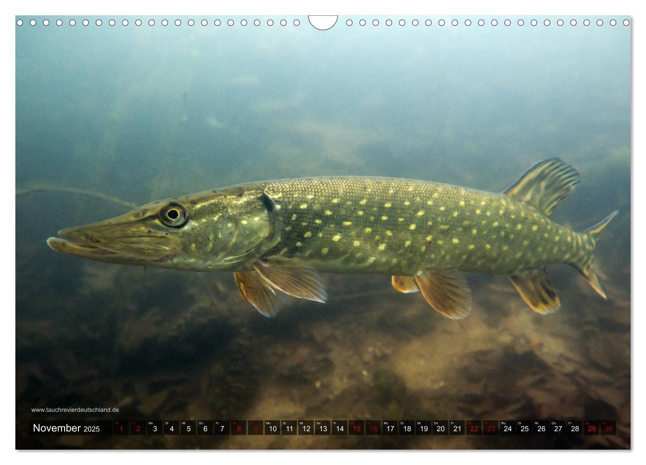 Bild: 9783435425600 | Tauchrevier Deutschland - Der Hecht (Esox lucius) (Wandkalender...