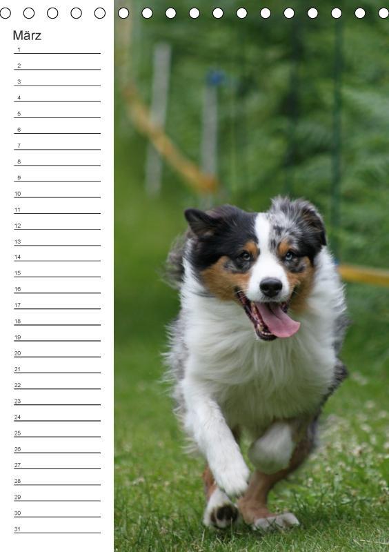 Bild: 9783660185386 | Der Aussie - Geburtstagskalender (Tischkalender immerwährend DIN A5...