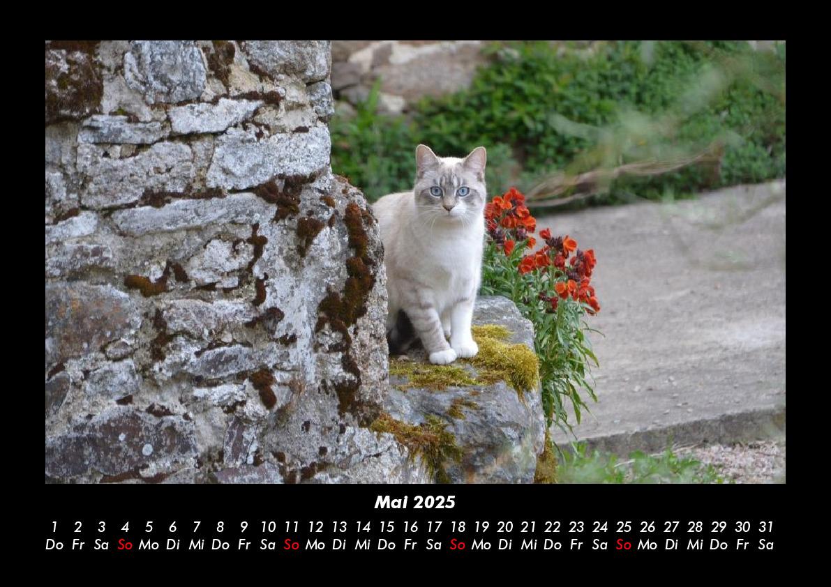 Bild: 9783755980223 | Haustierkalender 2025 Fotokalender DIN A3 | Tobias Becker | Kalender