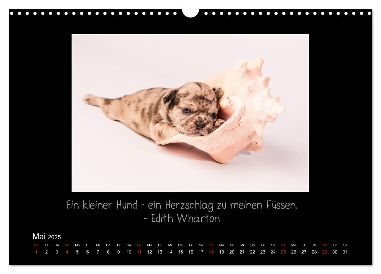 Bild: 9783435713288 | Möpse 2025 (Wandkalender 2025 DIN A3 quer), CALVENDO Monatskalender