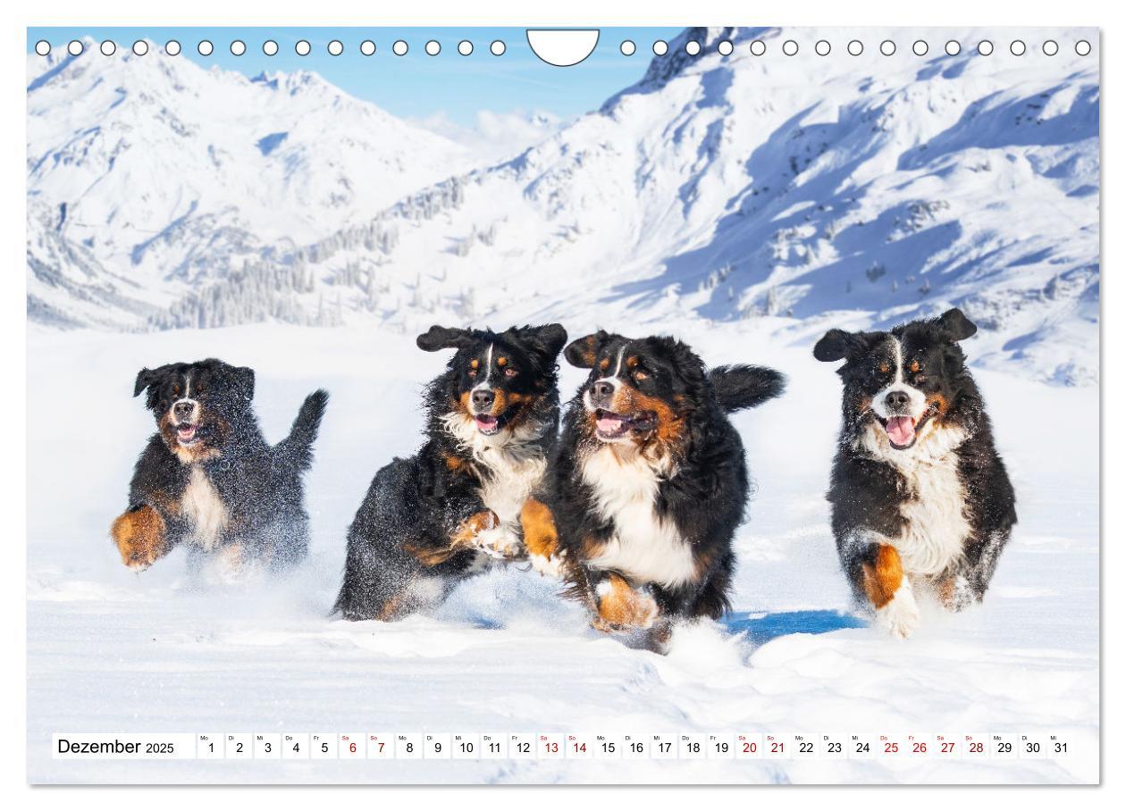 Bild: 9783383925252 | Berner Sennenhund - Eine Liebe für´s Leben (Wandkalender 2025 DIN...