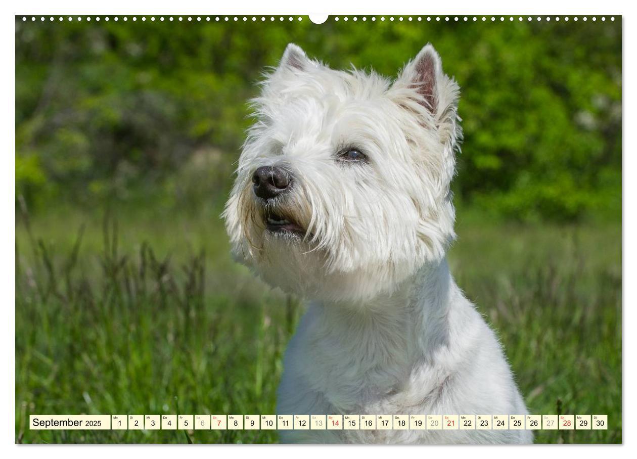 Bild: 9783435462186 | Kobold auf 4 Pfoten - West Highland White Terrier (Wandkalender...