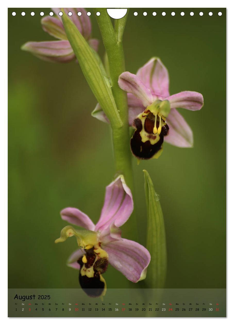 Bild: 9783457007082 | Juwelen der Natur - Ein Orchideensommer (Wandkalender 2025 DIN A4...