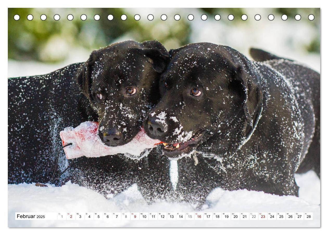 Bild: 9783435311774 | Freund auf 4 Pfoten - Labrador Retriever (Tischkalender 2025 DIN A5...