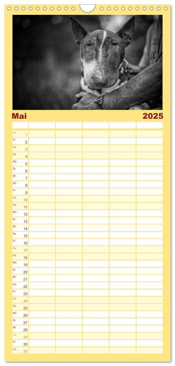 Bild: 9783457123768 | Familienplaner 2025 - Bullterrier mit 5 Spalten (Wandkalender, 21 x...