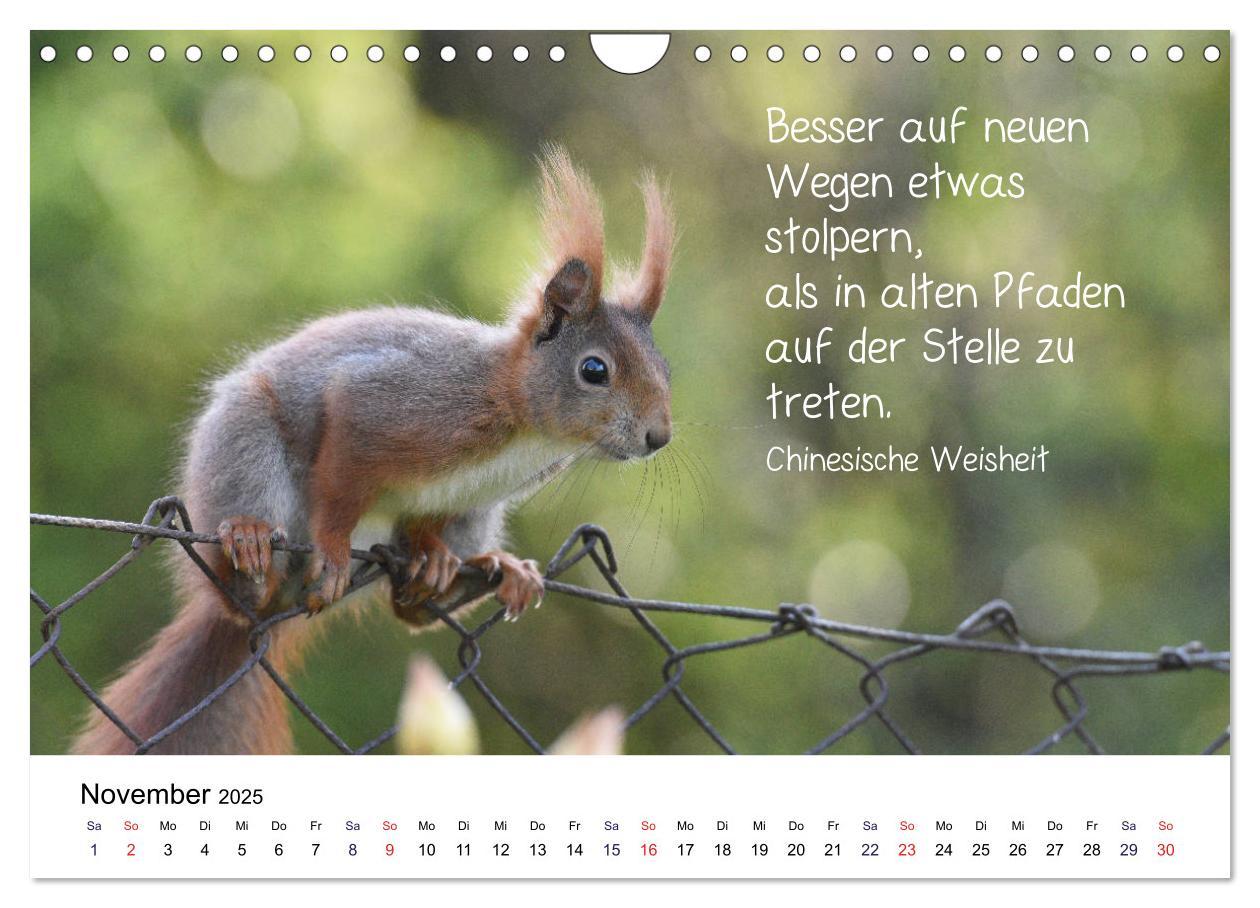 Bild: 9783435434244 | Der literarische Eichhörnchen-Kalender (Wandkalender 2025 DIN A4...