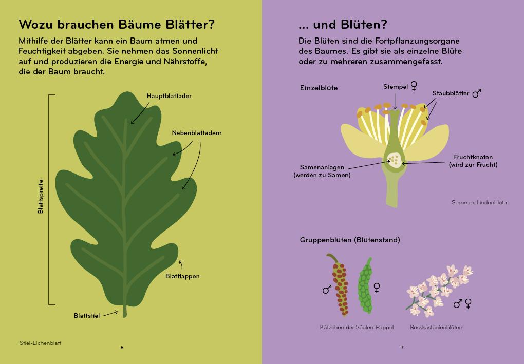 Bild: 9783907293317 | Arborama | Entdecke und beobachte die fabelhafte Welt der Bäume | Buch