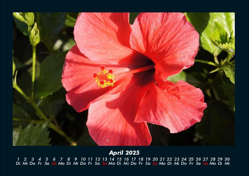 Bild: 9783755993346 | Blumenkalender 2025 Fotokalender DIN A4 | Tobias Becker | Kalender