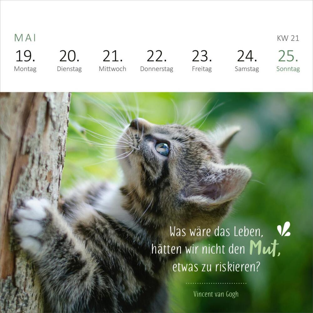 Bild: 4014489133063 | Mini-Wochenkalender Katzenweisheiten 2025 | Kalender | 108 S. | 2025