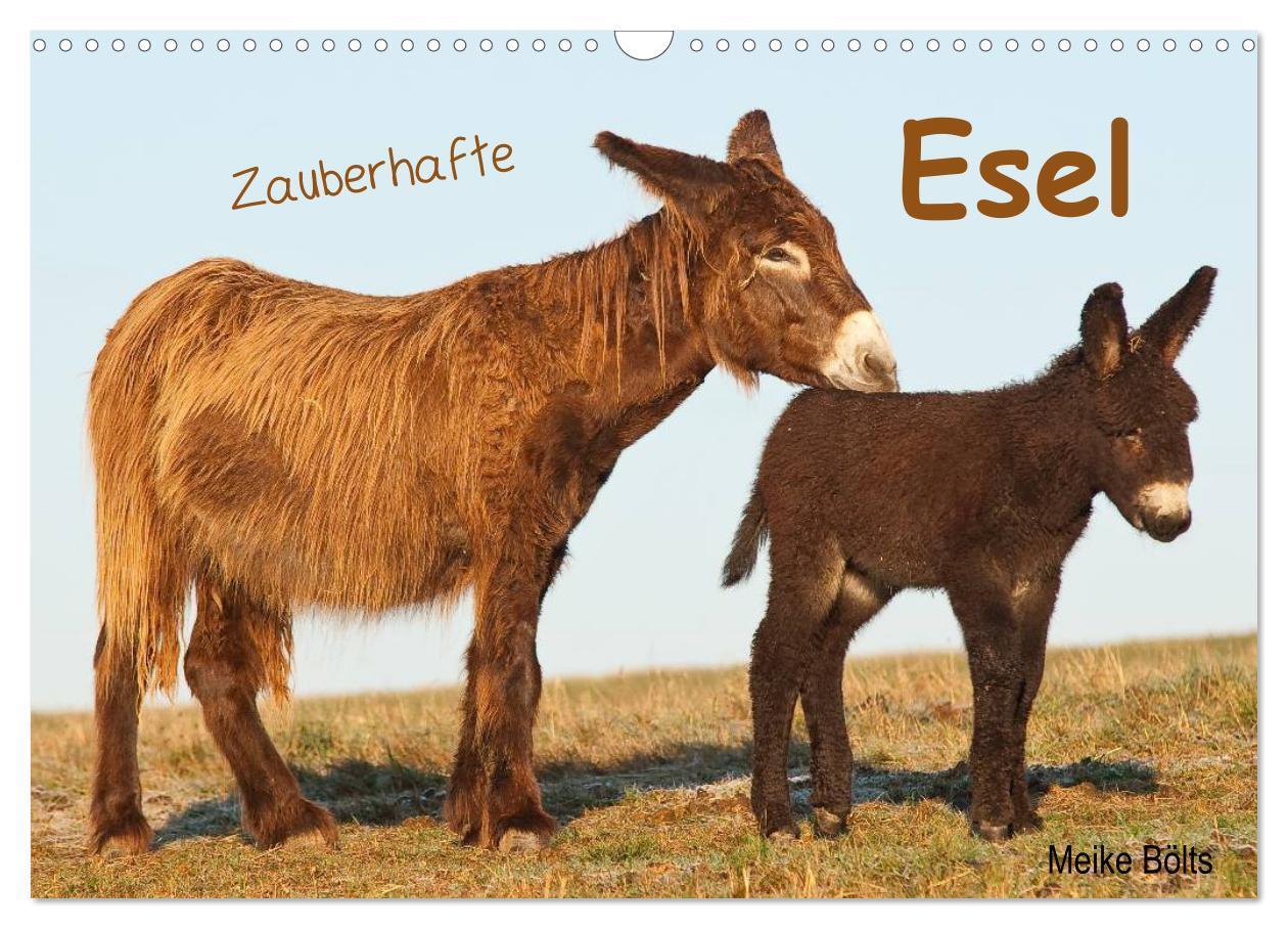 Cover: 9783435603619 | Zauberhafte Esel (Wandkalender 2025 DIN A3 quer), CALVENDO...