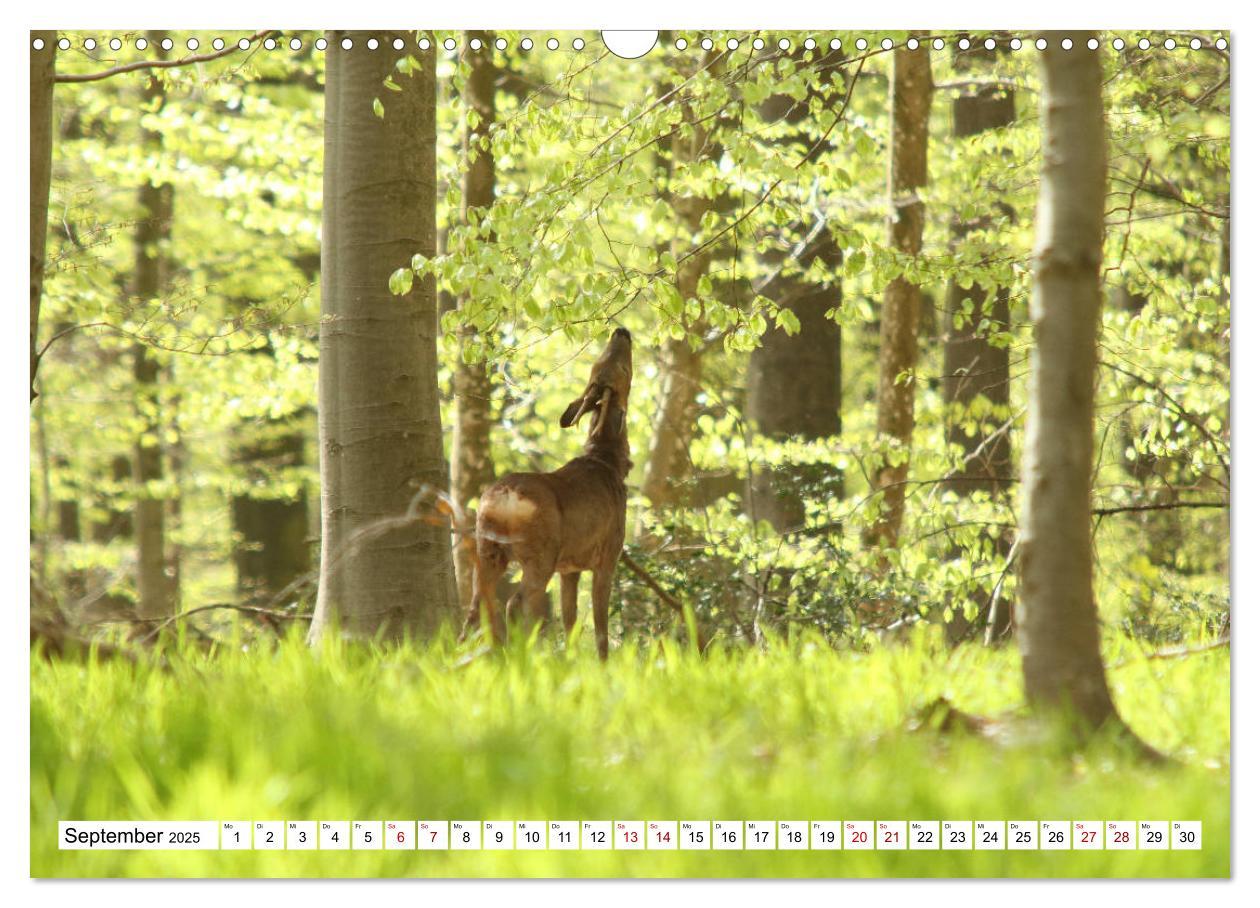 Bild: 9783435342730 | Anmut mit sanften Augen - Rehwild in der freien Natur (Wandkalender...