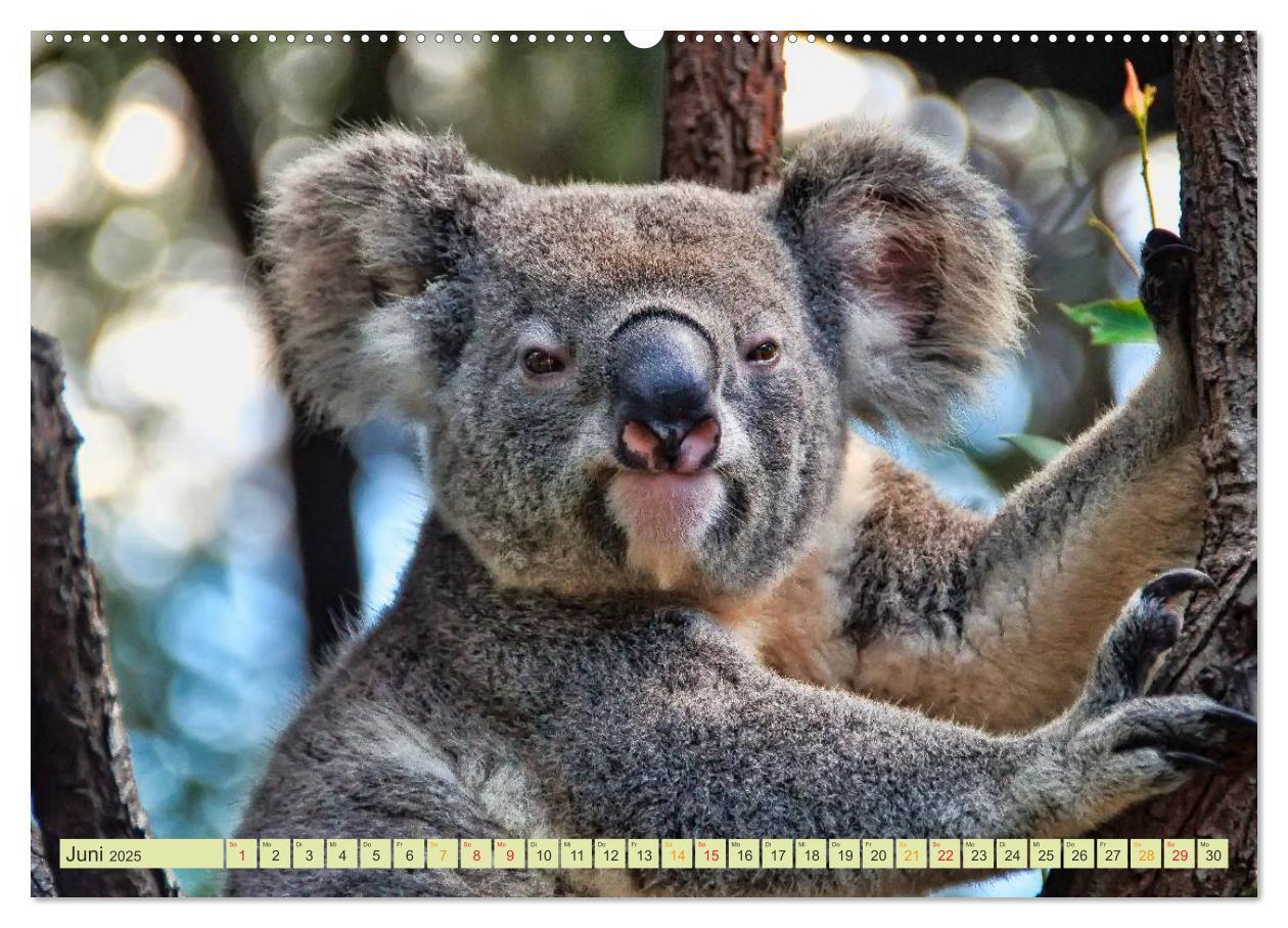 Bild: 9783435587827 | Koala - kleiner Teddy (Wandkalender 2025 DIN A2 quer), CALVENDO...