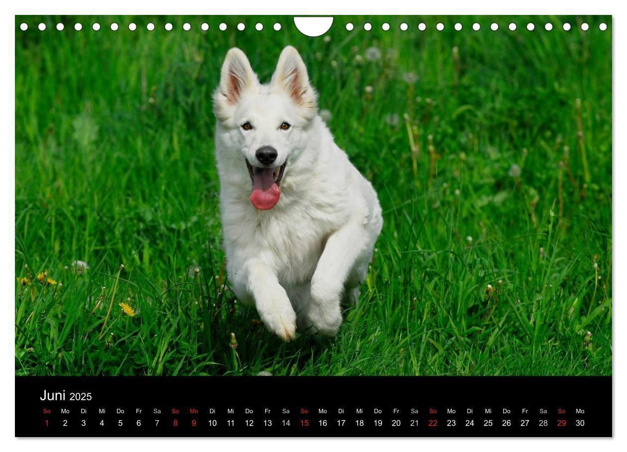 Bild: 9783435765928 | Weißer Schweizer Schäferhund (Wandkalender 2025 DIN A4 quer),...